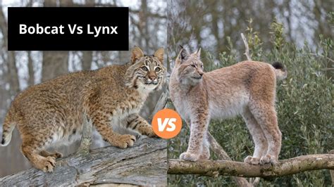 lynx vs bobcat